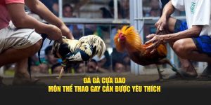 Đá Gà Cựa Dao – Môn Thể Thao Gay Cấn Được Yêu Thích