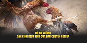 Đá Gà Thomo - Sân Chơi Kịch Tính Của Dân Chuyên Nghiệp
