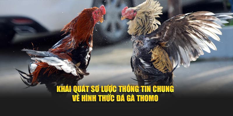 Đá Gà Thomo - Sân Chơi Kịch Tính Của Dân Chuyên Nghiệp