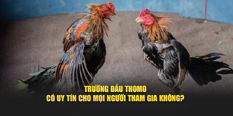 Đá Gà Thomo - Sân Chơi Kịch Tính Của Dân Chuyên Nghiệp